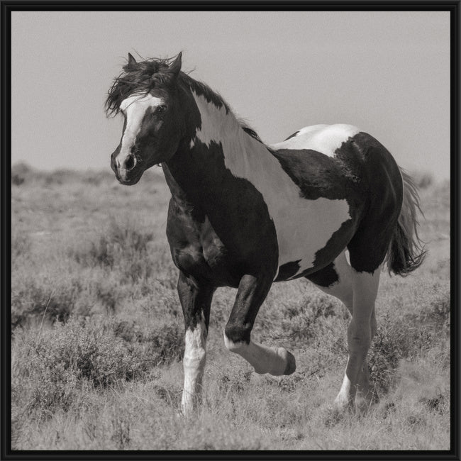 Wild Horses | Washakie  Black & White Paint Stallion Trotting By