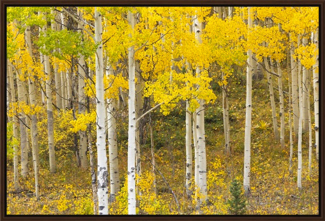 Aspen Colors