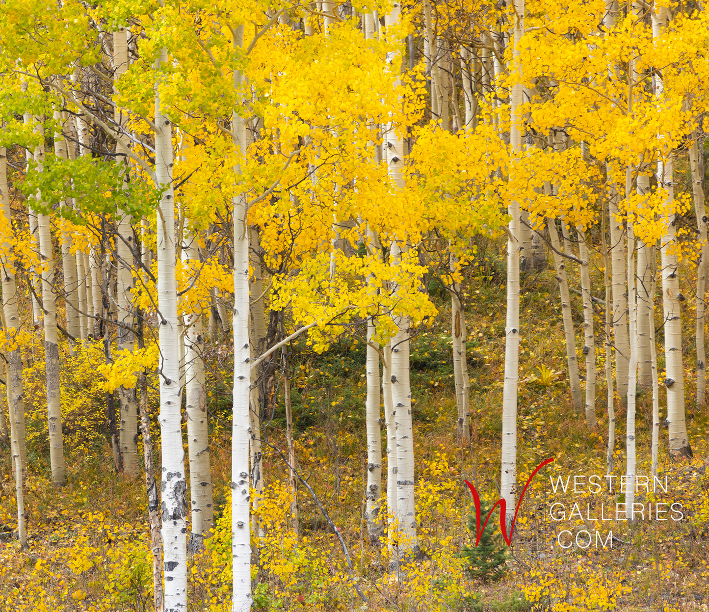 Aspen Colors