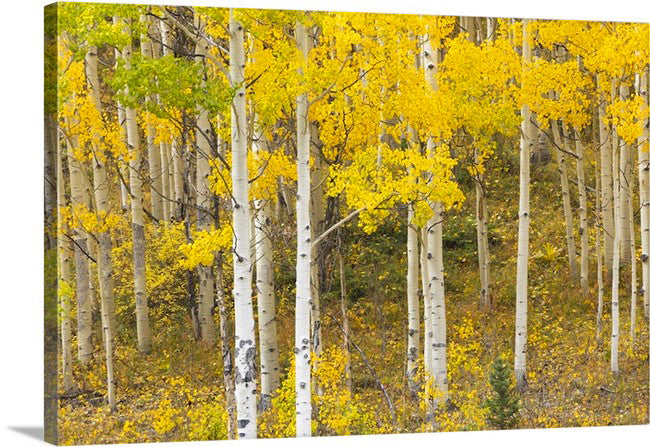 Aspen Colors