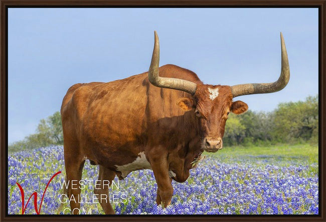 Longhorn in Bluebonnets