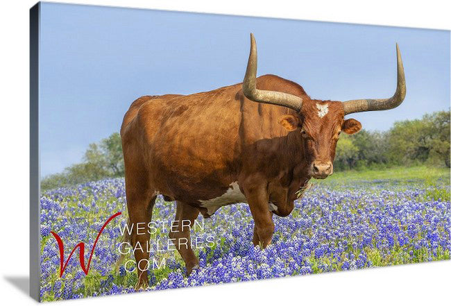 Longhorn in Bluebonnets