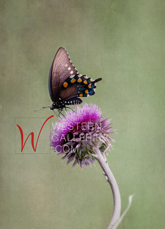 Balanced (Butterfly & Thistle)