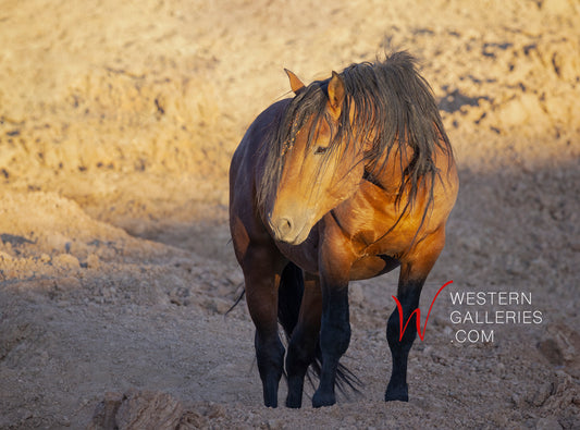 Wild Horses | Bay Stallion II