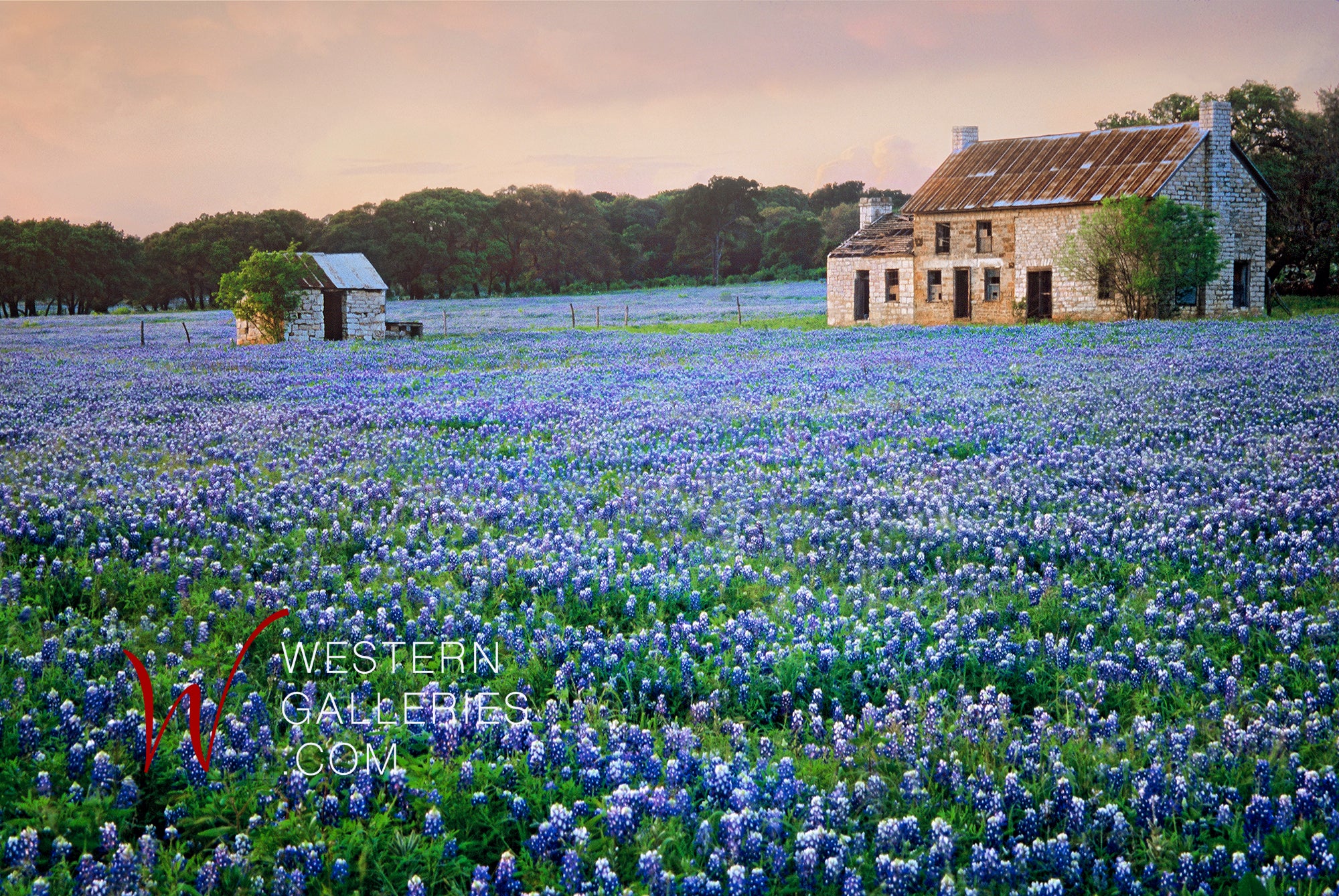 Tx Bluebonnet House | Print | Western Galleries Fredericksburg TX