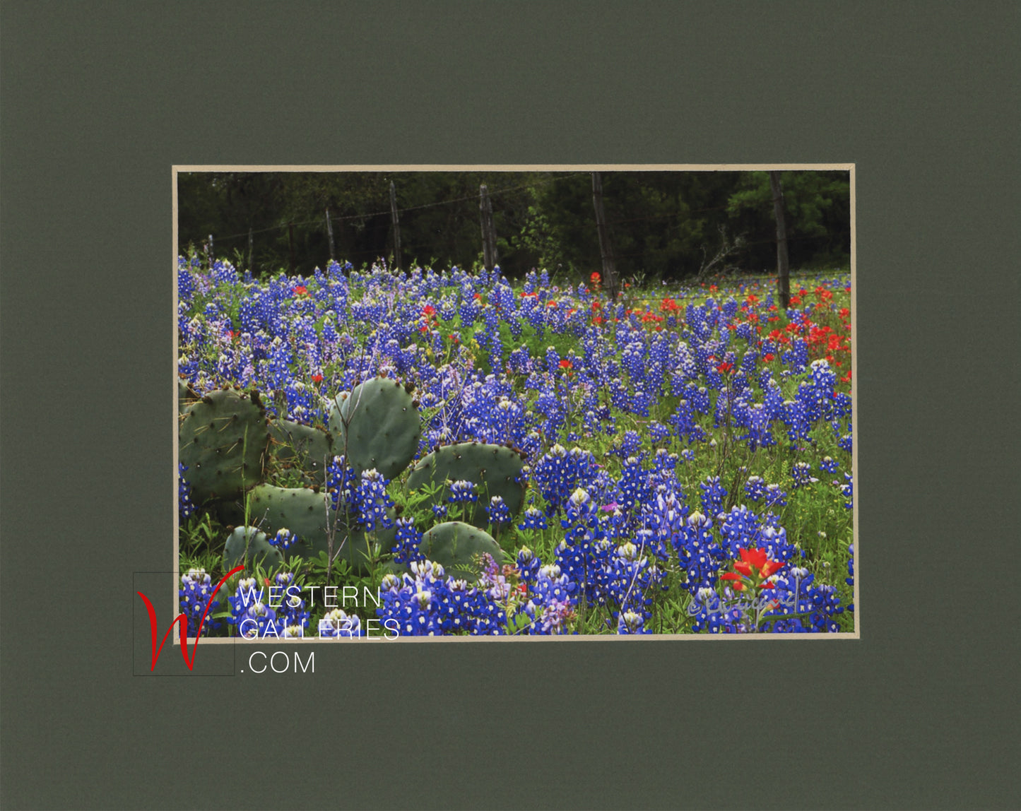 MINI Cactus Bluebonnet Fenceline