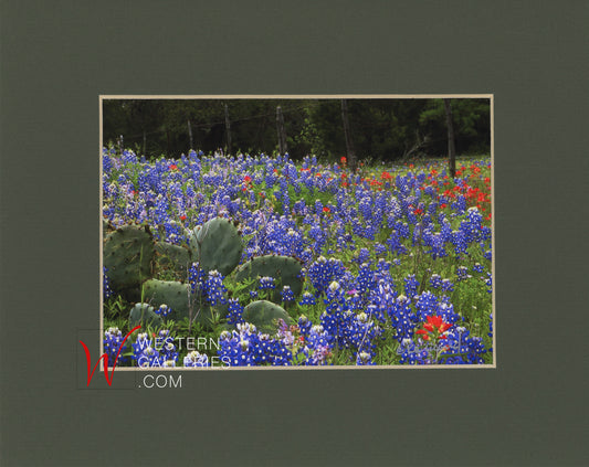 MINI Cactus Bluebonnet Fenceline
