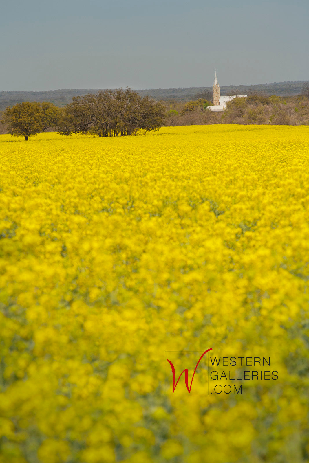 Field of Gold, Doss Tx