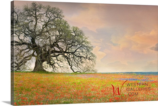 Shop Texas Hill Country Canvas Wall Art Prints by Western Galleries an online art gallery. Watermark not printed on art.