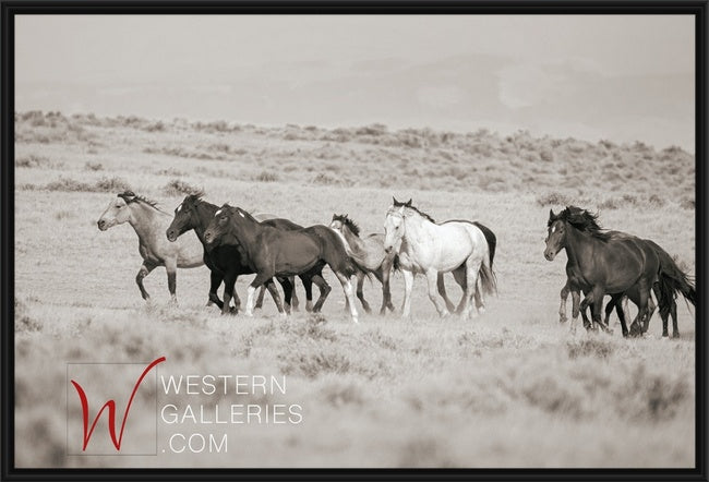 Wild Horses | McCullough Group Trotting