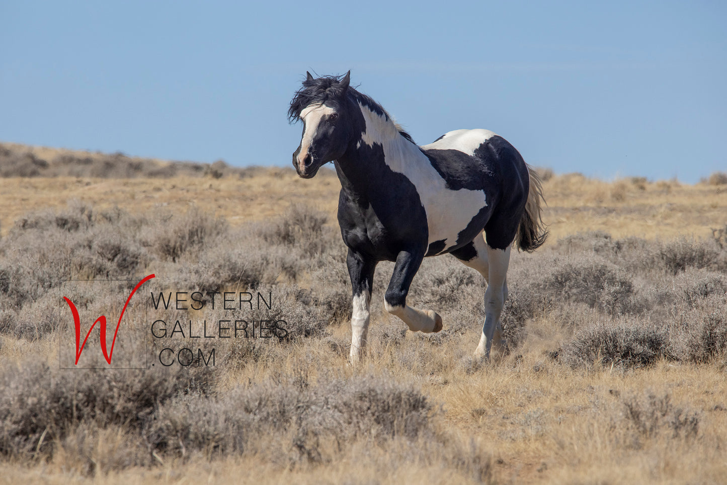 Wild Horses | Washakie #1 Black & White Paint Stallion Trotting By