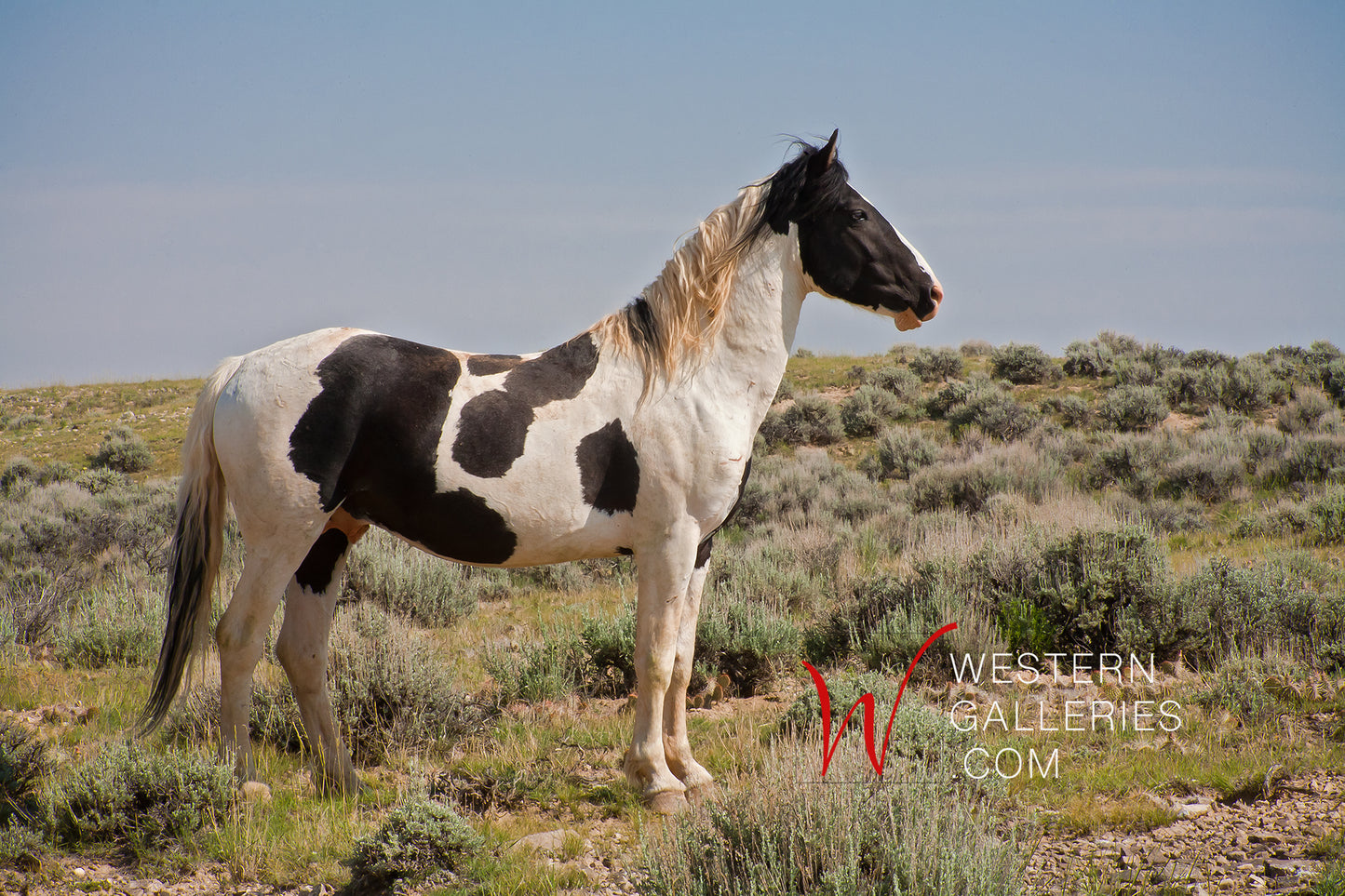 Wild Horses | Tecumseh Standing Proud
