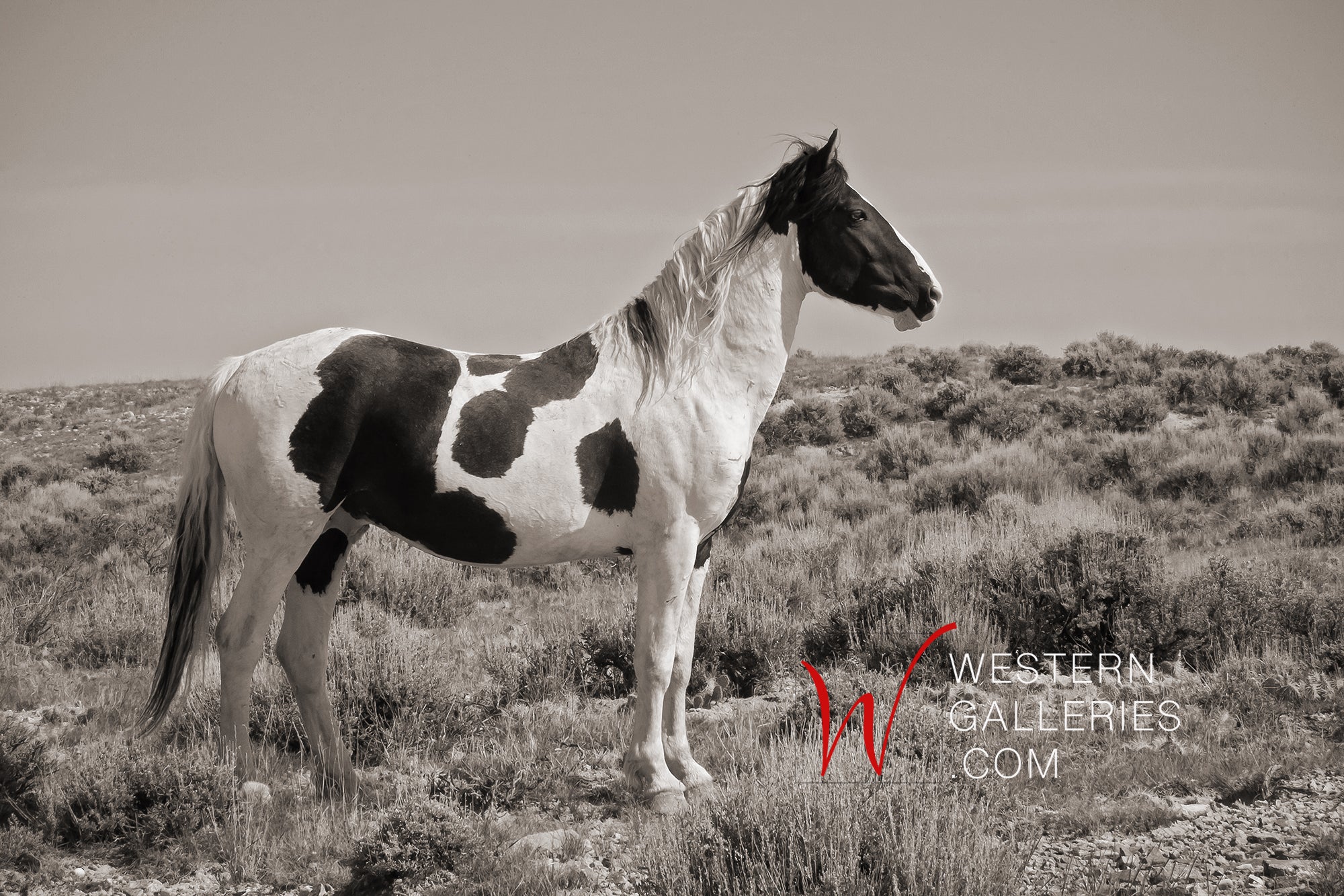 Popular Western Wild Horse Signed Image