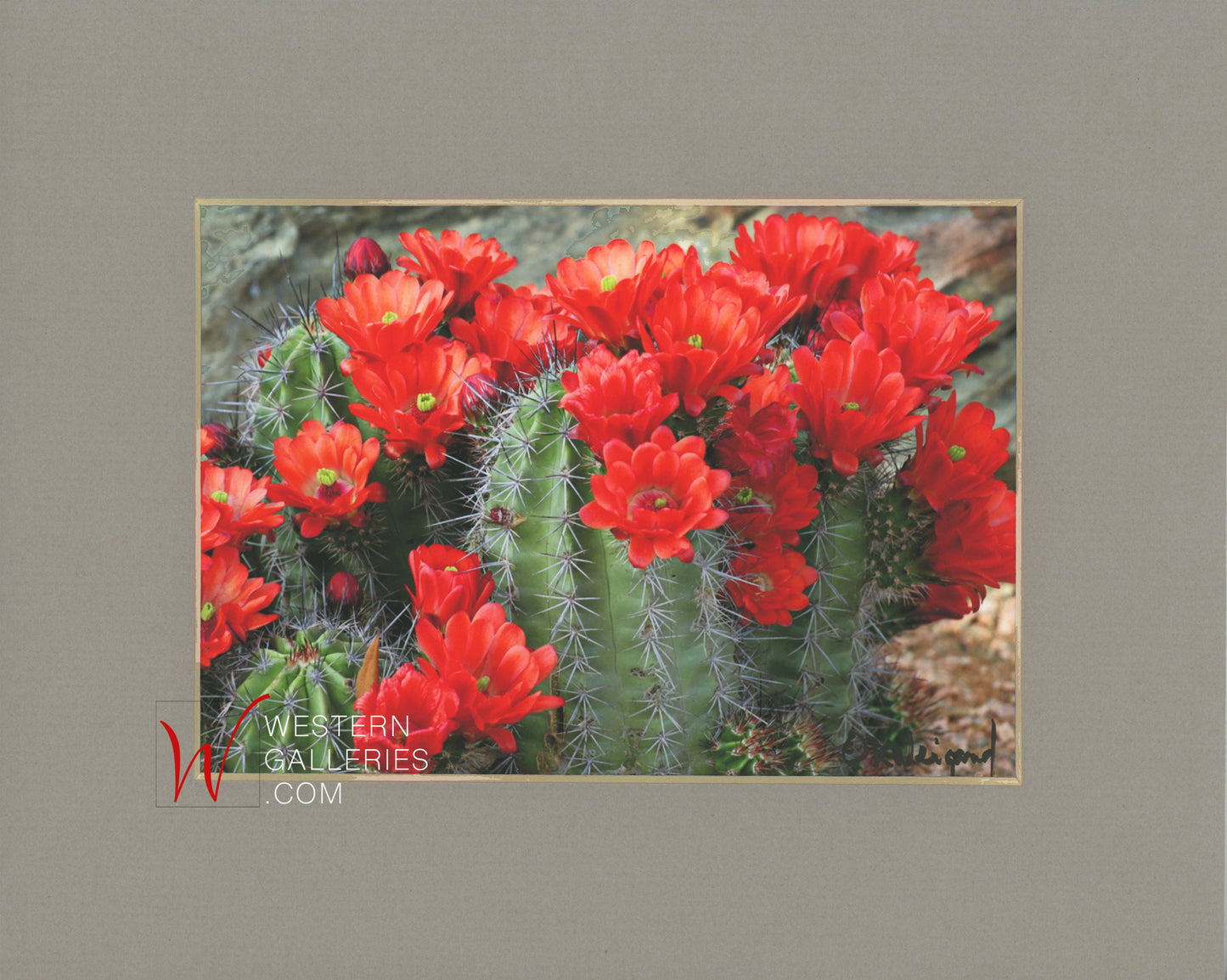 MINI - Red Cactus