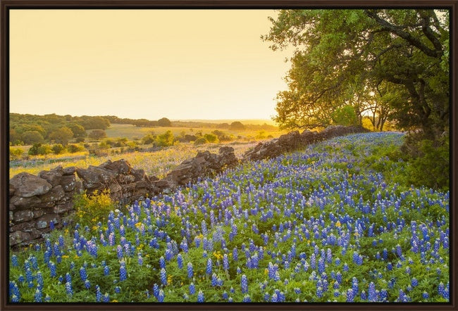 Rockwall Sunburst, Texas Hill Country Bluebonnets