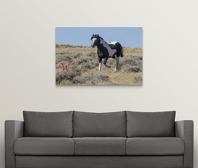 Wild Horses | Washakie #1 Black & White Paint Stallion Trotting By
