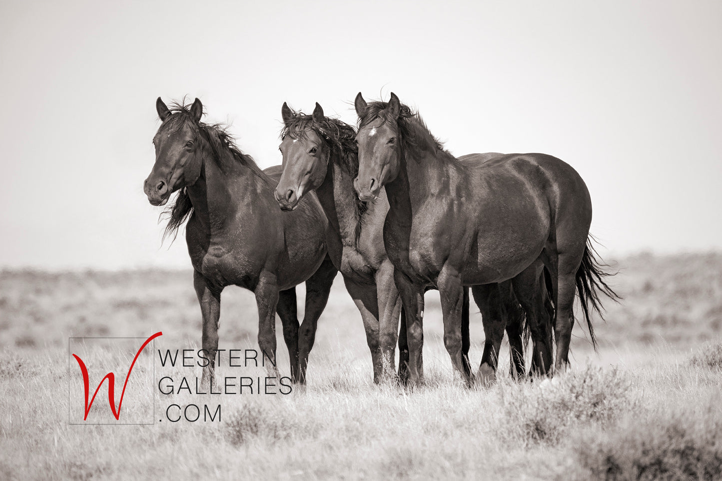 Wild Horses | McCullough Trio