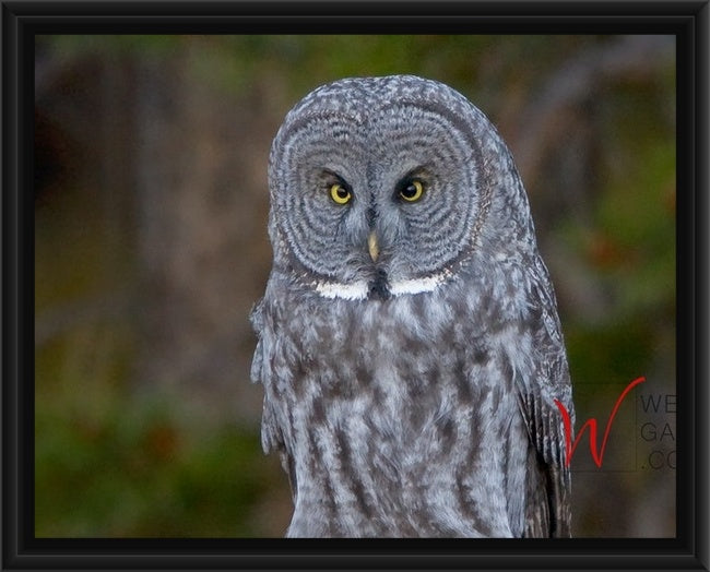 Phantom of the Forest, Great Grey Owl