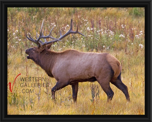 Bull Elk