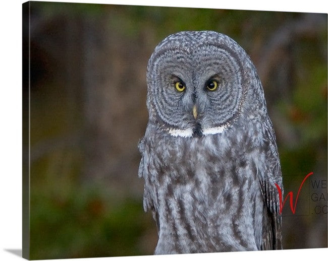Phantom of the Forest, Great Grey Owl