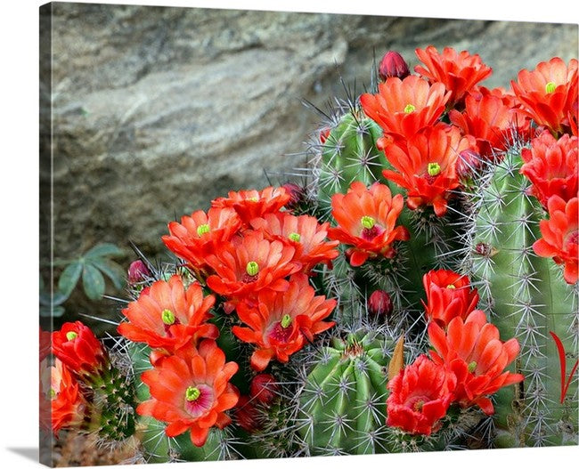 Red Cactus Blooms