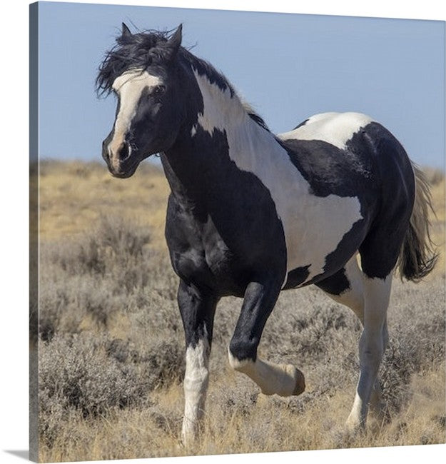 Wild Horses | Washakie #1 Black & White Paint Stallion Trotting By